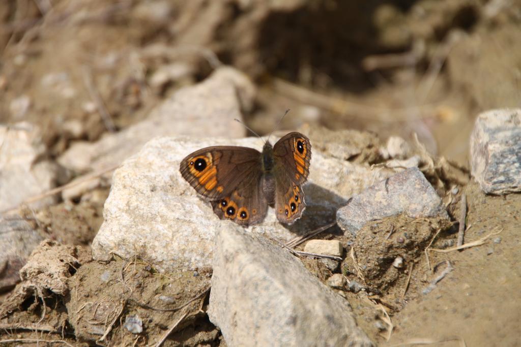 Restor Natura Malga Mondent