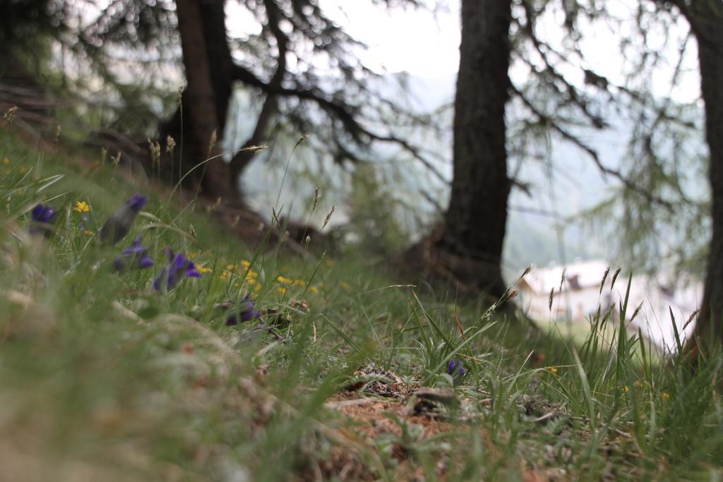 Restor Natura Malga Mondent Pracorno di Rabbi